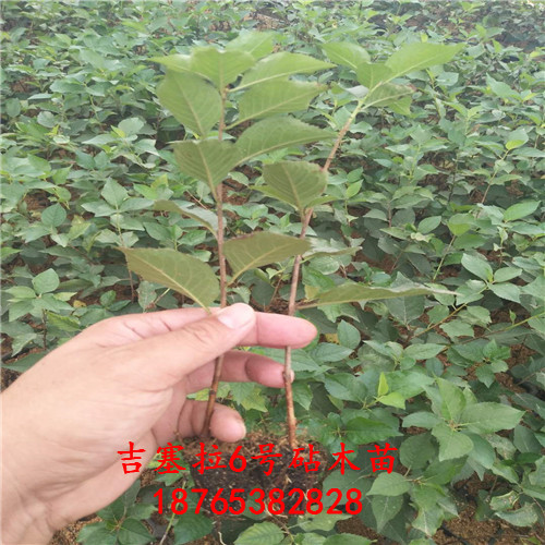 吉塞拉組培苗圖文介紹想買的來這里