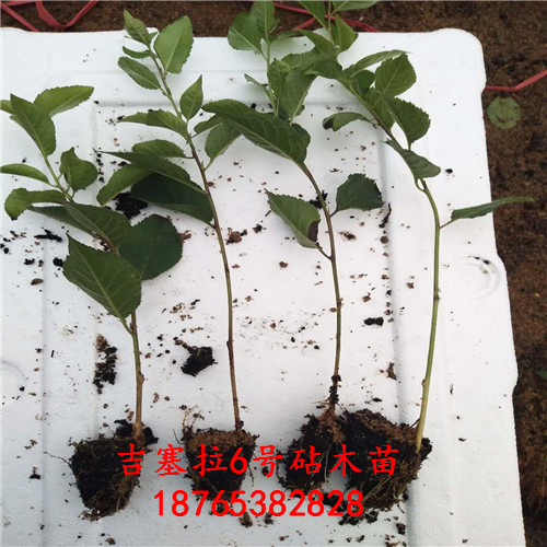 吉塞拉6號小苗圖文介紹想買的來這里