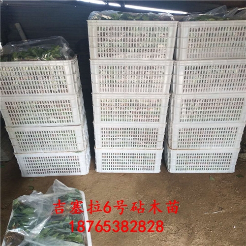 吉塞拉櫻桃砧木苗圖文介紹直供處