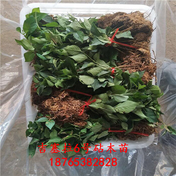吉塞拉6號實生苗泰安昇發(fā)園藝場供應(yīng)價格