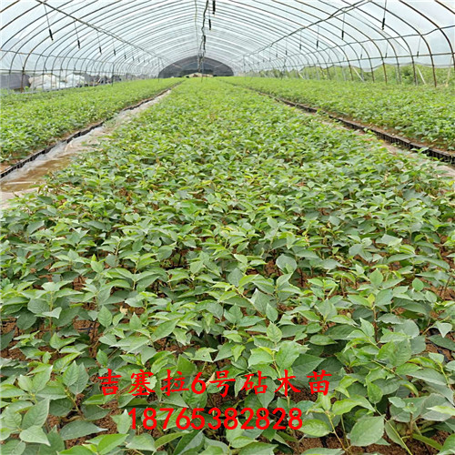 吉塞拉櫻桃砧木苗泰安昇發(fā)園藝場種植立地條件