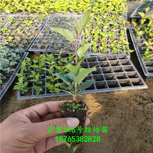 吉塞拉組培苗圖文介紹想買的來這里