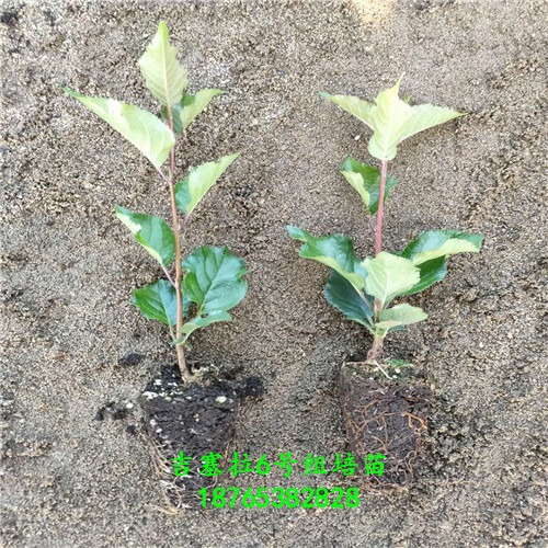 吉塞拉6號小苗圖文介紹直供處