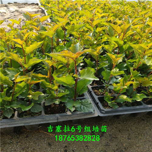 吉塞拉組培苗泰安昇發(fā)園藝場繁育技術(shù)管理