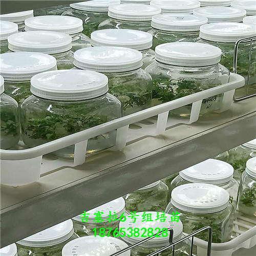 吉塞拉6號小苗經(jīng)營方針繁育技術(shù)管理