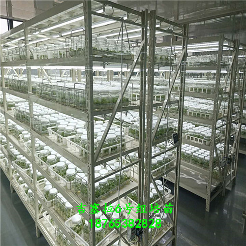 吉塞拉6號(hào)實(shí)生苗經(jīng)營(yíng)方針種植立地條件
