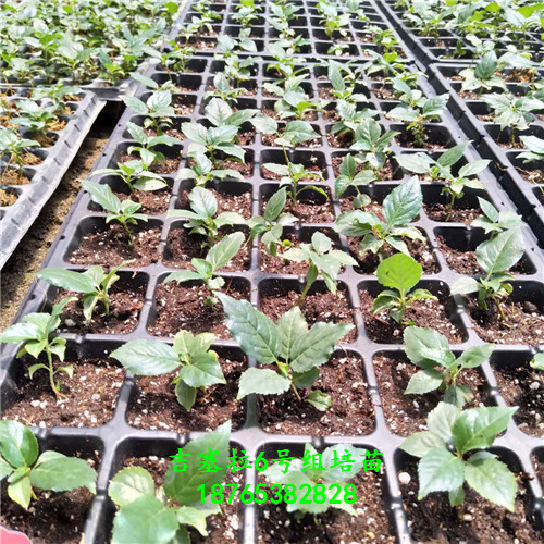 吉塞拉6號小苗圖文介紹想買的來這里