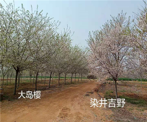 供应河津樱花什么价格