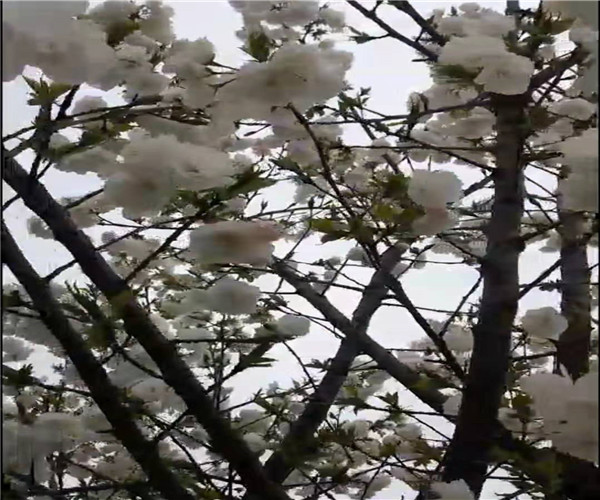 静安普贤象樱花带土球上车价