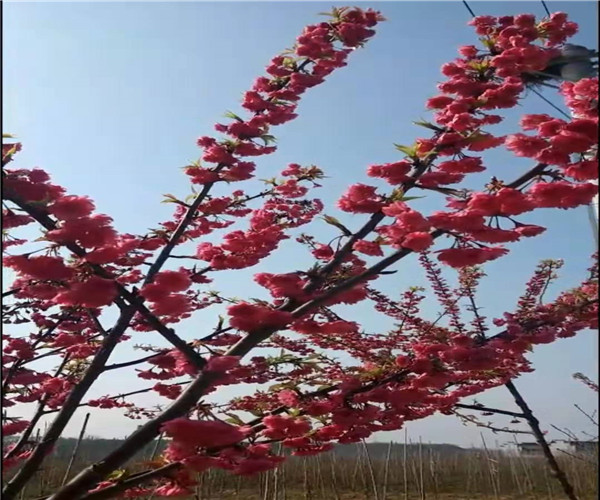 染井吉野樱花小苗基地