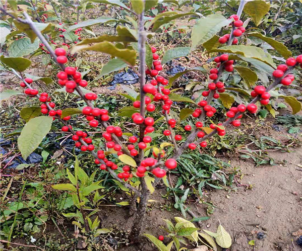 黑龙江北美冬青小苗苗圃基地