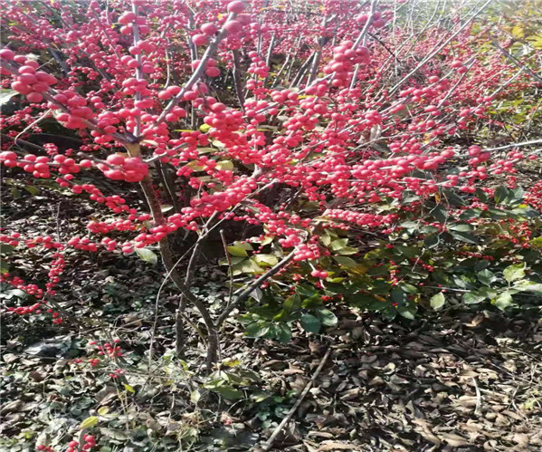 黑龙江北美冬青小苗苗圃基地