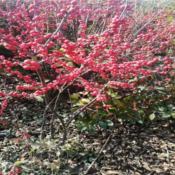 辽宁盆栽北美冬青种植前景