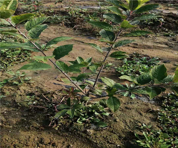 吉林盆栽北美冬青种植前景