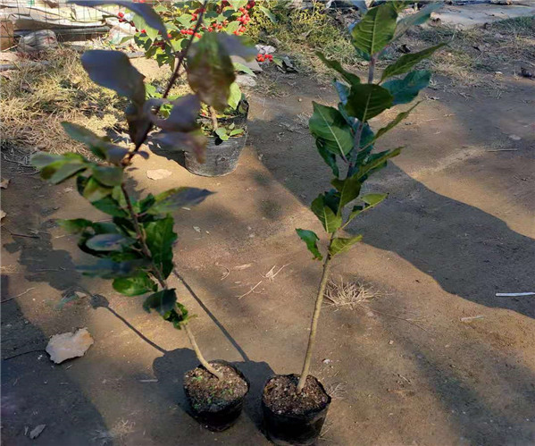 吉林盆栽北美冬青种植前景