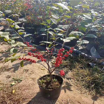 吉林盆栽北美冬青种植前景