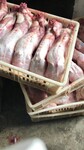 安徽兔肉价格实惠