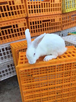 上海销售活兔批发价格