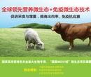 王牌1号在肉牛羊不同生长阶段的应用方案图片