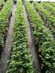 欢迎访问：惠州脱毒草莓苗种植厂家