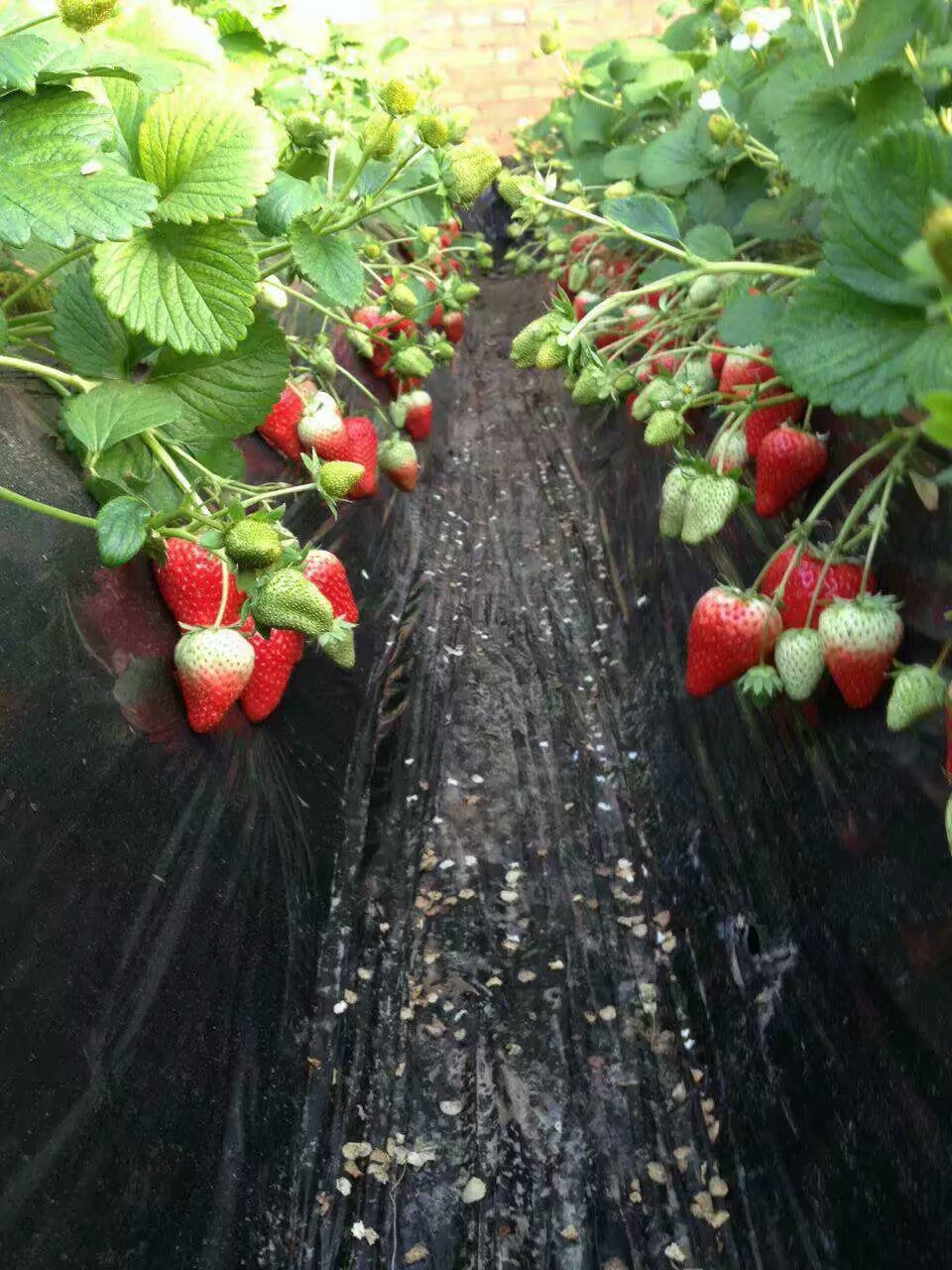 欢迎访问：本溪露天草莓苗种植厂家