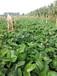歡迎訪問：秦皇島全明星草莓苗出售批發價