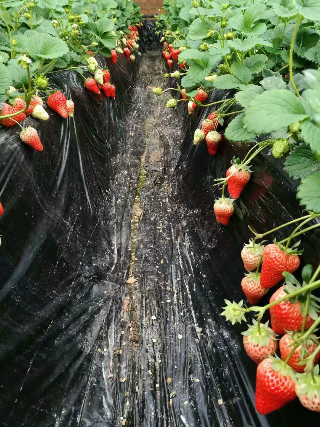 欢迎访问：邵阳脱毒草莓苗种植厂家