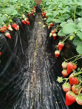 欢迎访问：湘潭大棚草莓苗出售批发价