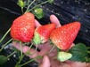 欢迎访问：西藏法兰地草莓苗供应商