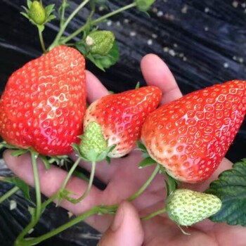 欢迎咨询：鄂州全草莓苗哪里有卖的