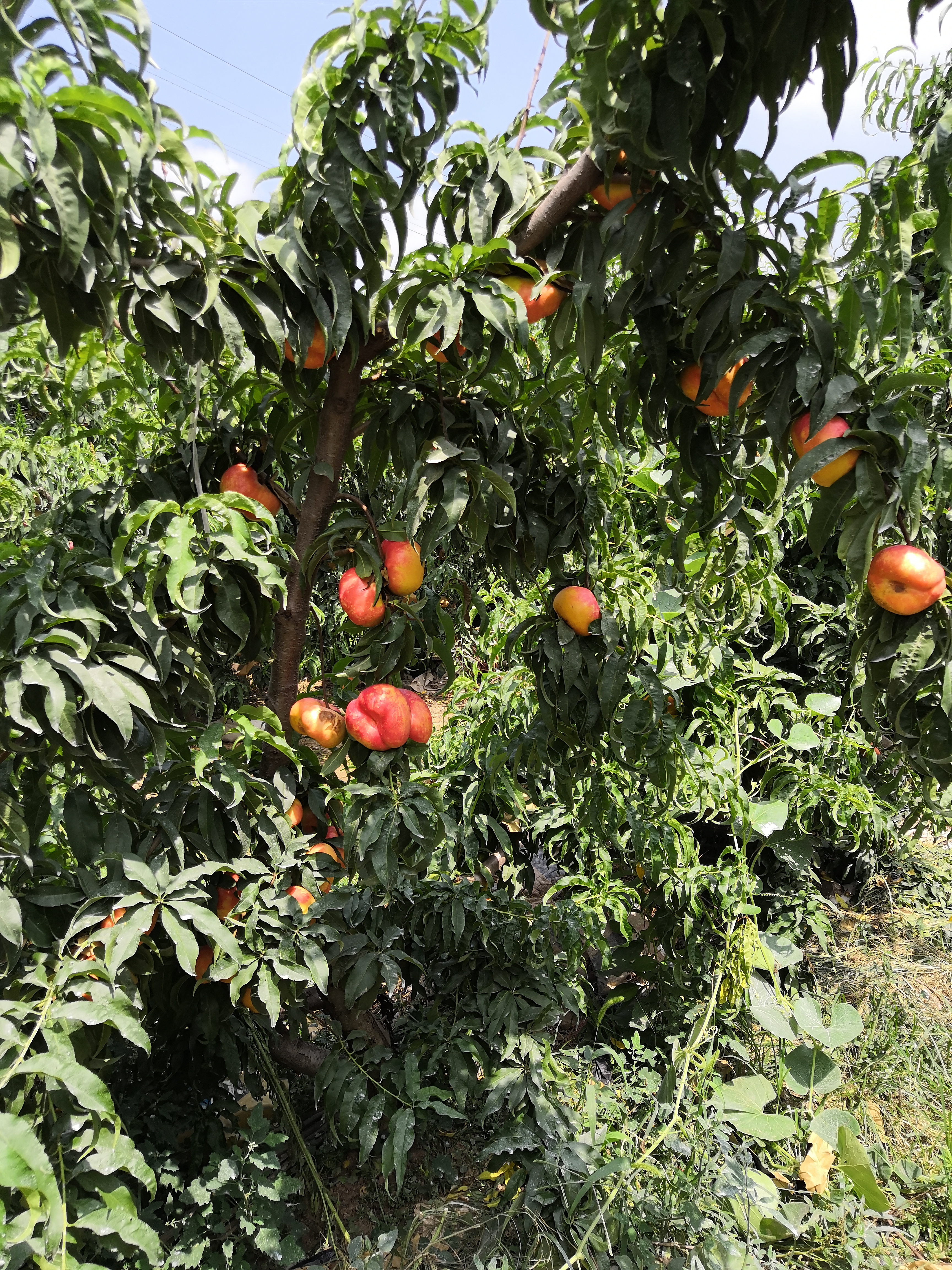 欢迎访问：中油蟠13号（金钱油蟠桃）种植厂家，中油蟠13号（金钱油蟠桃）哪里便宜