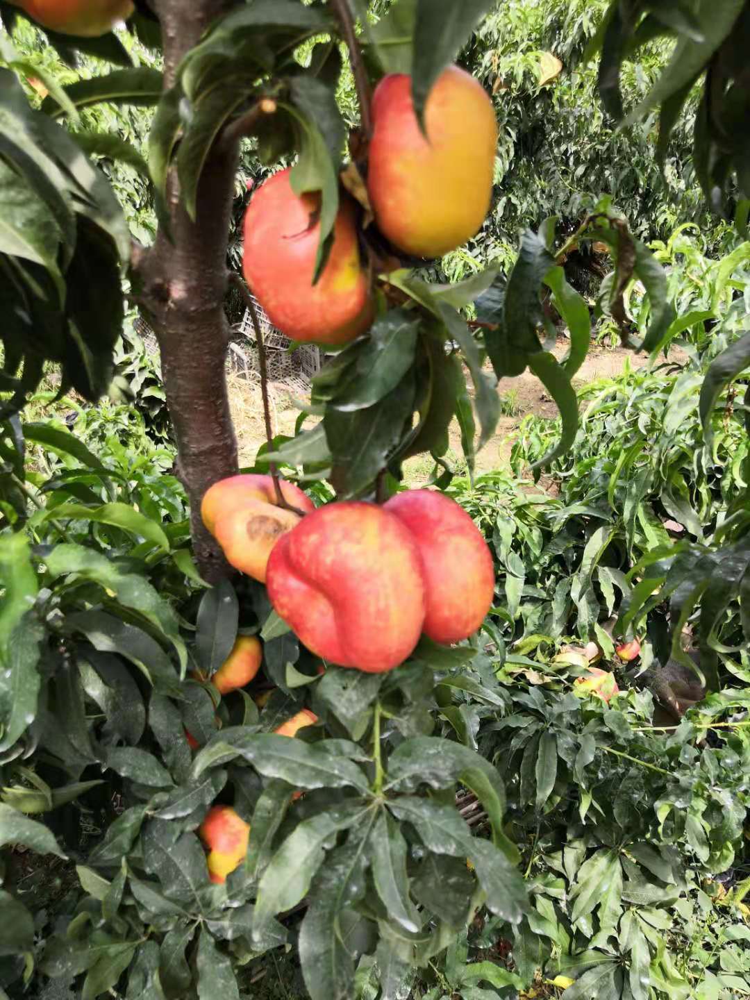 欢迎访问：中油蟠13号（金钱油蟠桃）种植厂家，中油蟠13号（金钱油蟠桃）种植厂家