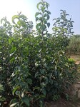 红香酥梨树苗种植技术，红香酥梨树苗报价多少钱一棵