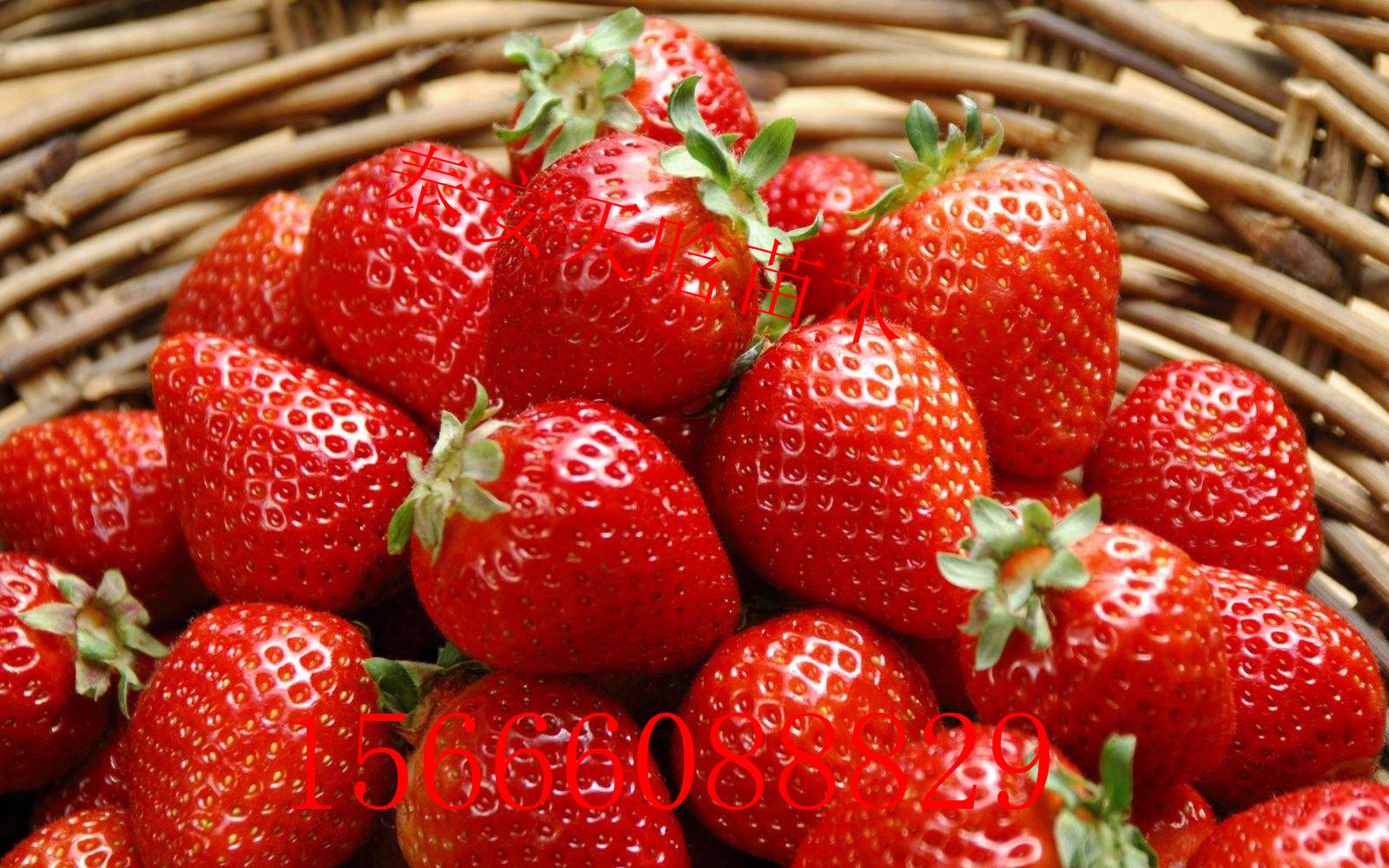 欢迎访问：随珠草莓苗哪里便宜，随珠草莓苗报价多少钱一棵