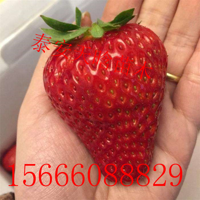 欢迎访问：随珠草莓苗哪里便宜，随珠草莓苗报价多少钱一棵