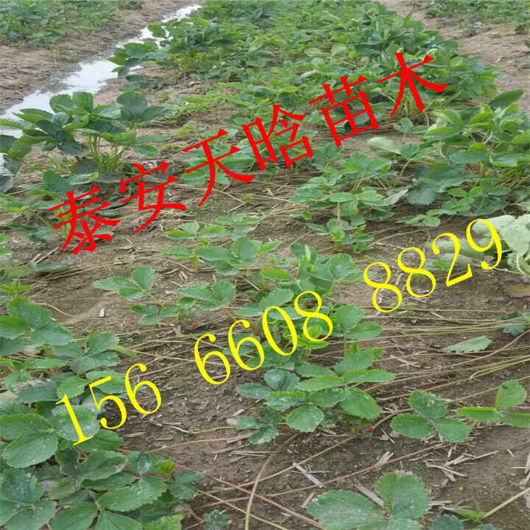 欢迎访问：章姬草莓苗2019年价格，章姬草莓苗基地电话