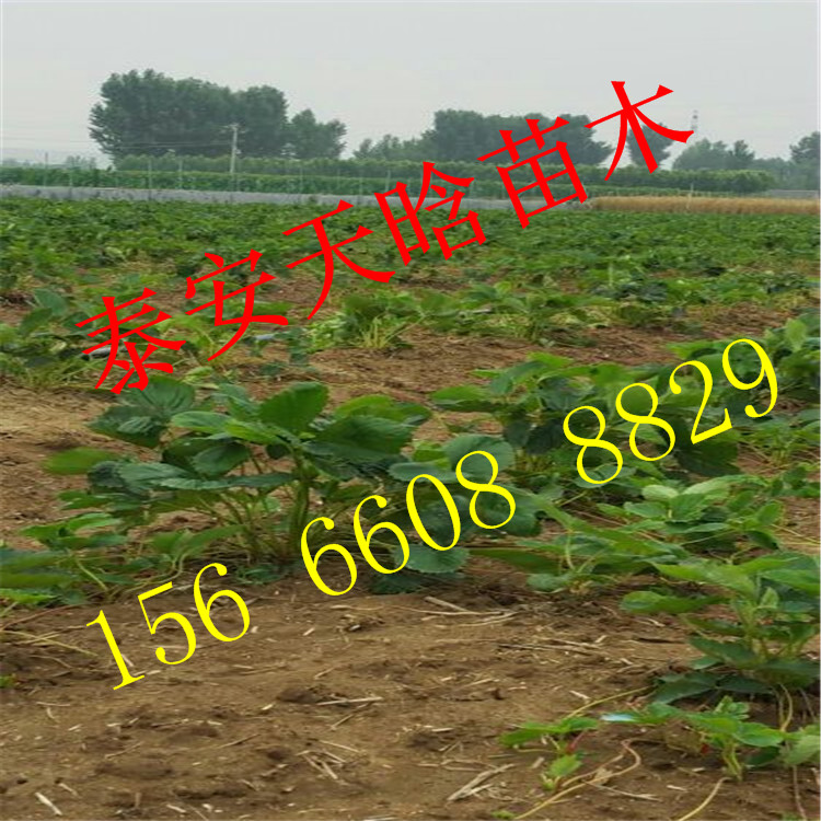 哪里有京郊小白草莓苗厂家报价多少