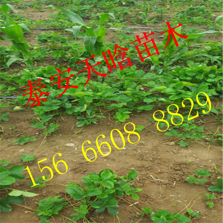 欢迎：妙香3号草莓苗自产自销，妙香3号草莓苗批发什么价格