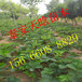 欢迎咨询：京藏香草莓苗种植必看，京藏香草莓苗哪里便宜