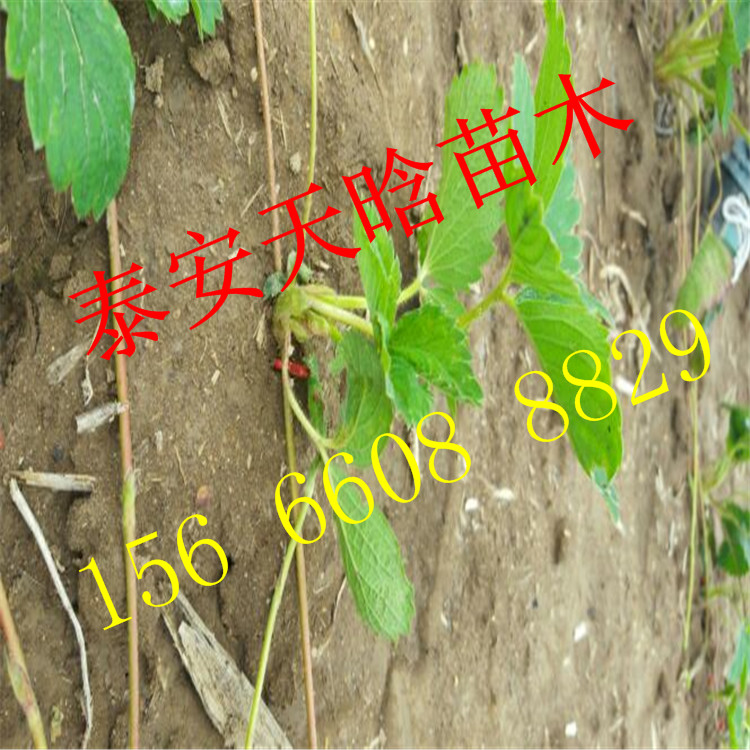 熊猫草莓苗，熊猫草莓苗种植优缺点