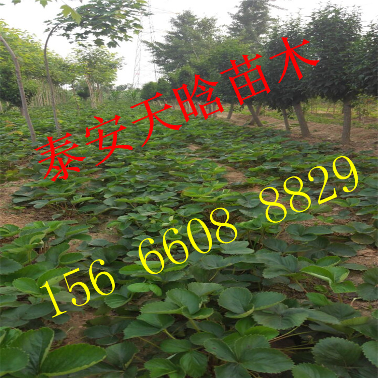 欢迎访问：熊猫草莓苗多少钱一根，熊猫草莓苗种植优缺点