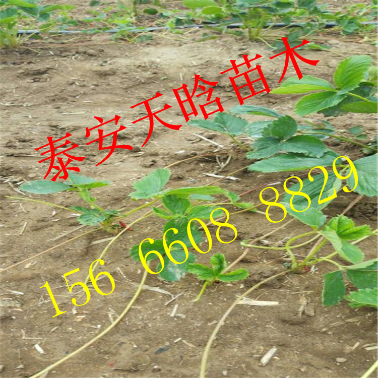欢迎：京藏香草莓苗种植必看，京藏香草莓苗培育基地品种