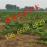 如何选择京藏香草莓苗保品种纯度