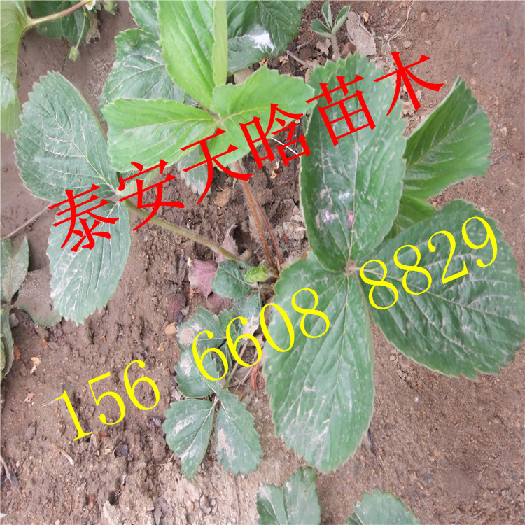 欢迎：京藏香草莓苗种植必看，京藏香草莓苗培育基地品种