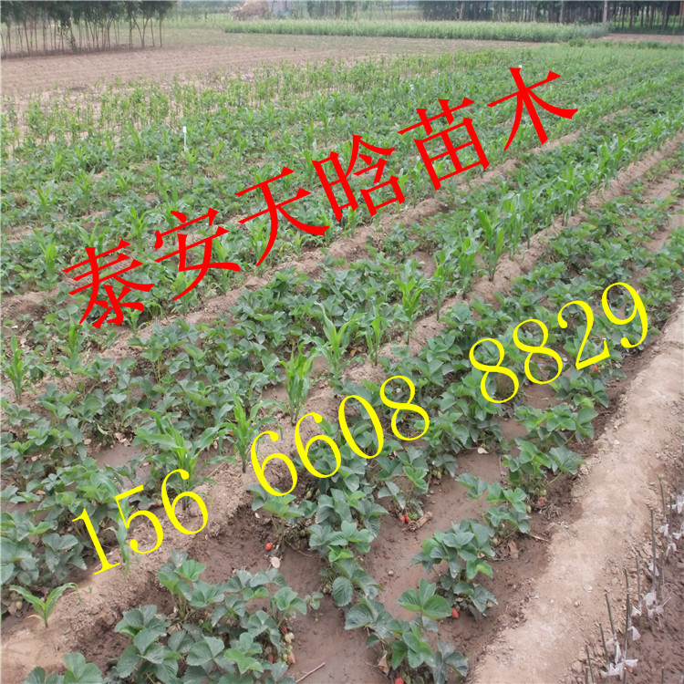 哪里有京郊小白草莓苗厂家报价多少