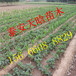 欢迎访问：京藏香草莓苗种植必看，京藏香草莓苗
质优价廉