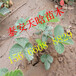 欢迎咨询：京藏香草莓苗种植必看，京藏香草莓苗
基地电话