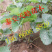 欢迎访问：京藏香草莓苗种植必看，京藏香草莓苗种植
优缺点