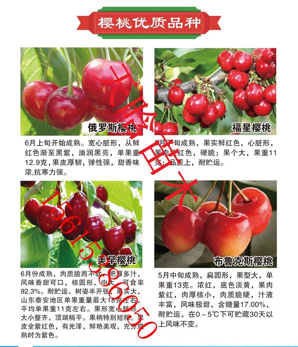 之光櫻桃趨勢(shì)，之光櫻桃種植必看