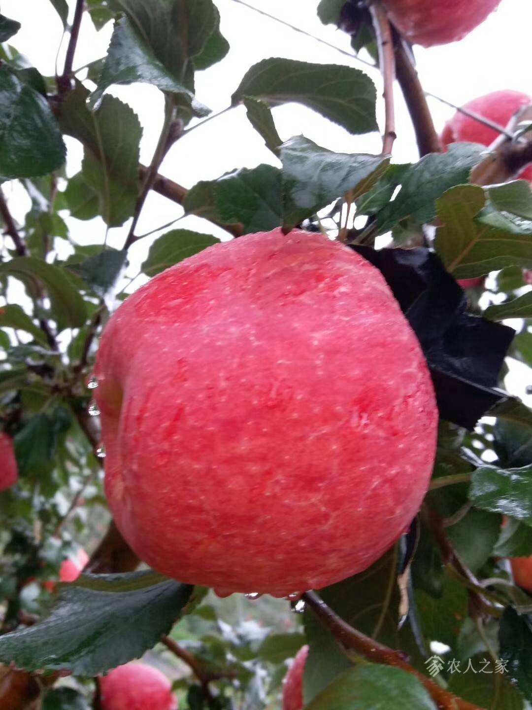 哪里有蜜脆苹果苗供货商，蜜脆苹果苗基地苗木